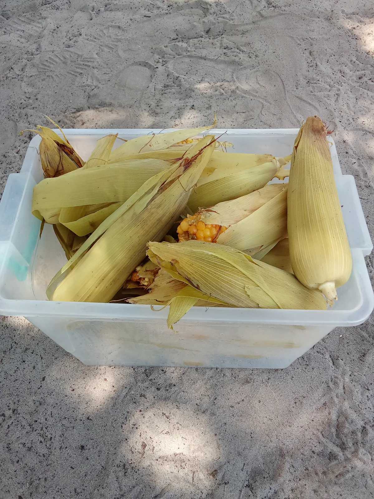 Fresh maize in a container on sandy ground in Maun